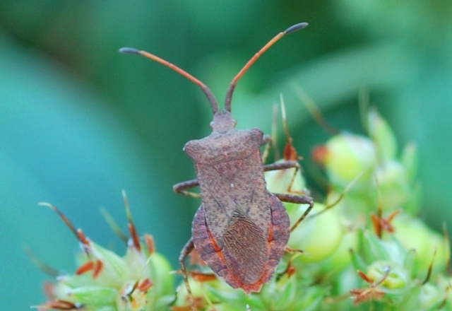 Coreidae: Coreus marginatus diell''Emilia (BO)